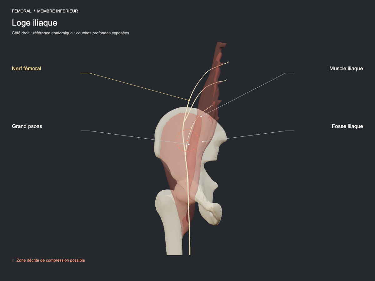 Loge iliaque