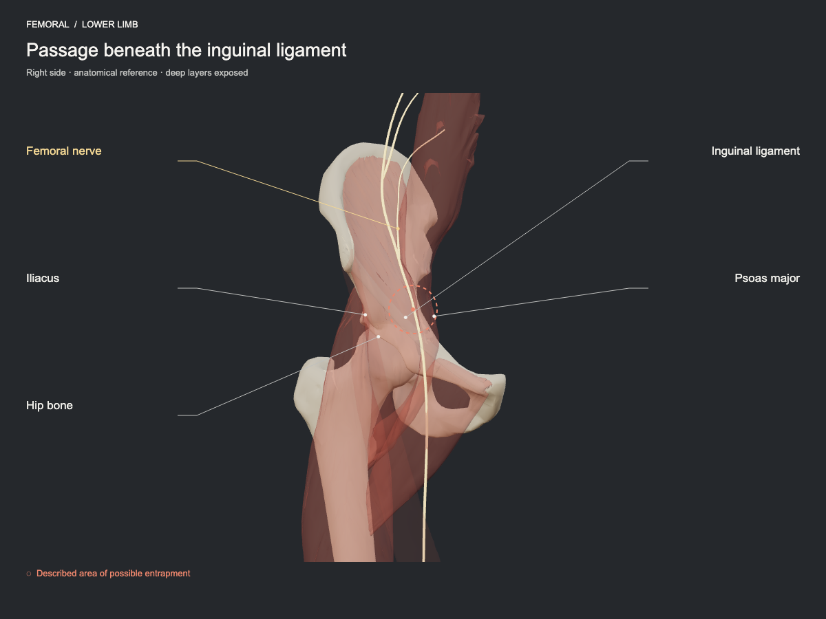 Passage beneath the inguinal ligament