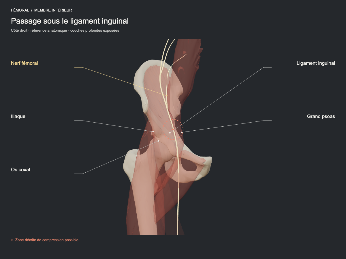 Passage sous le ligament inguinal