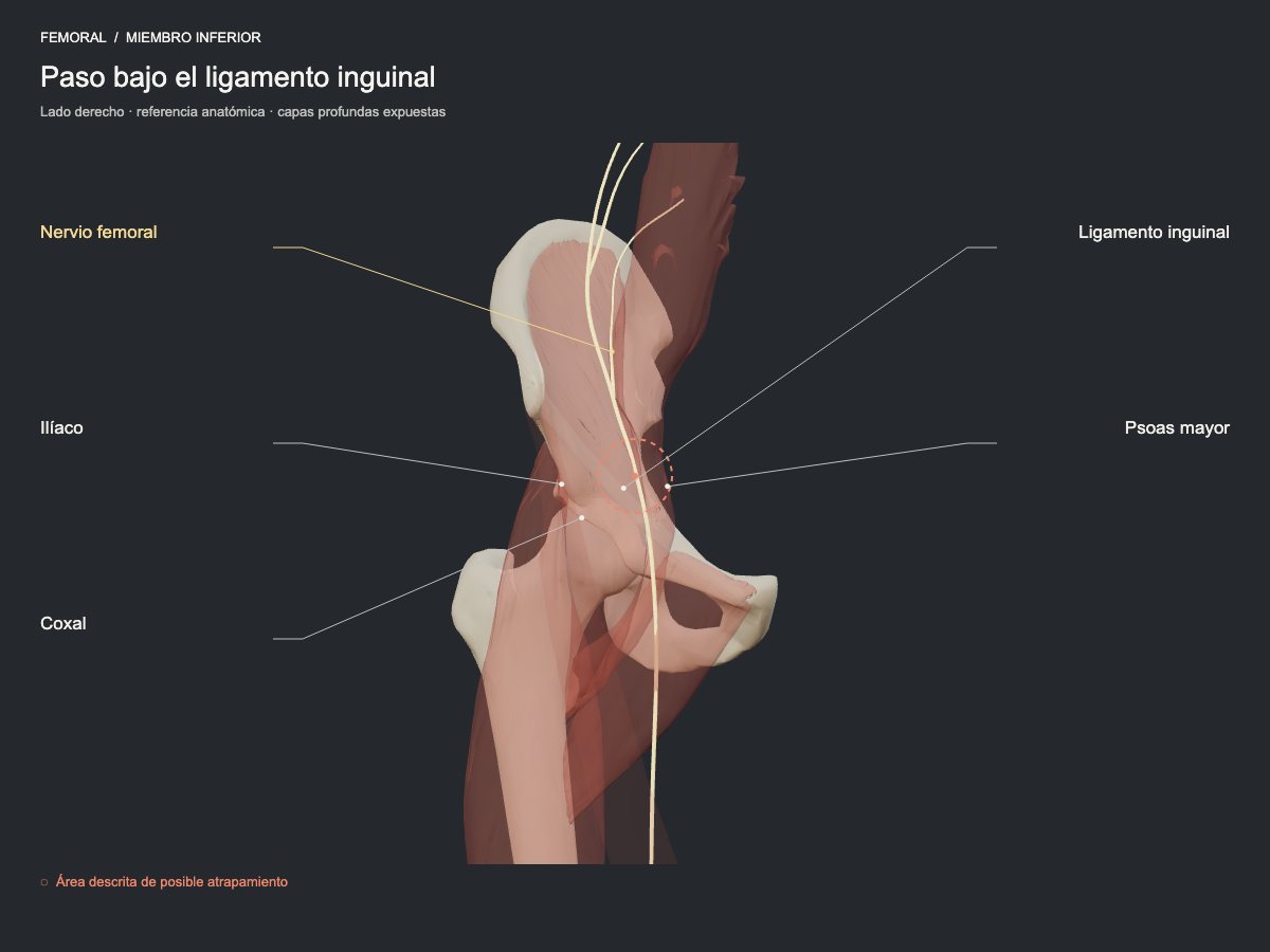 Paso bajo el ligamento inguinal