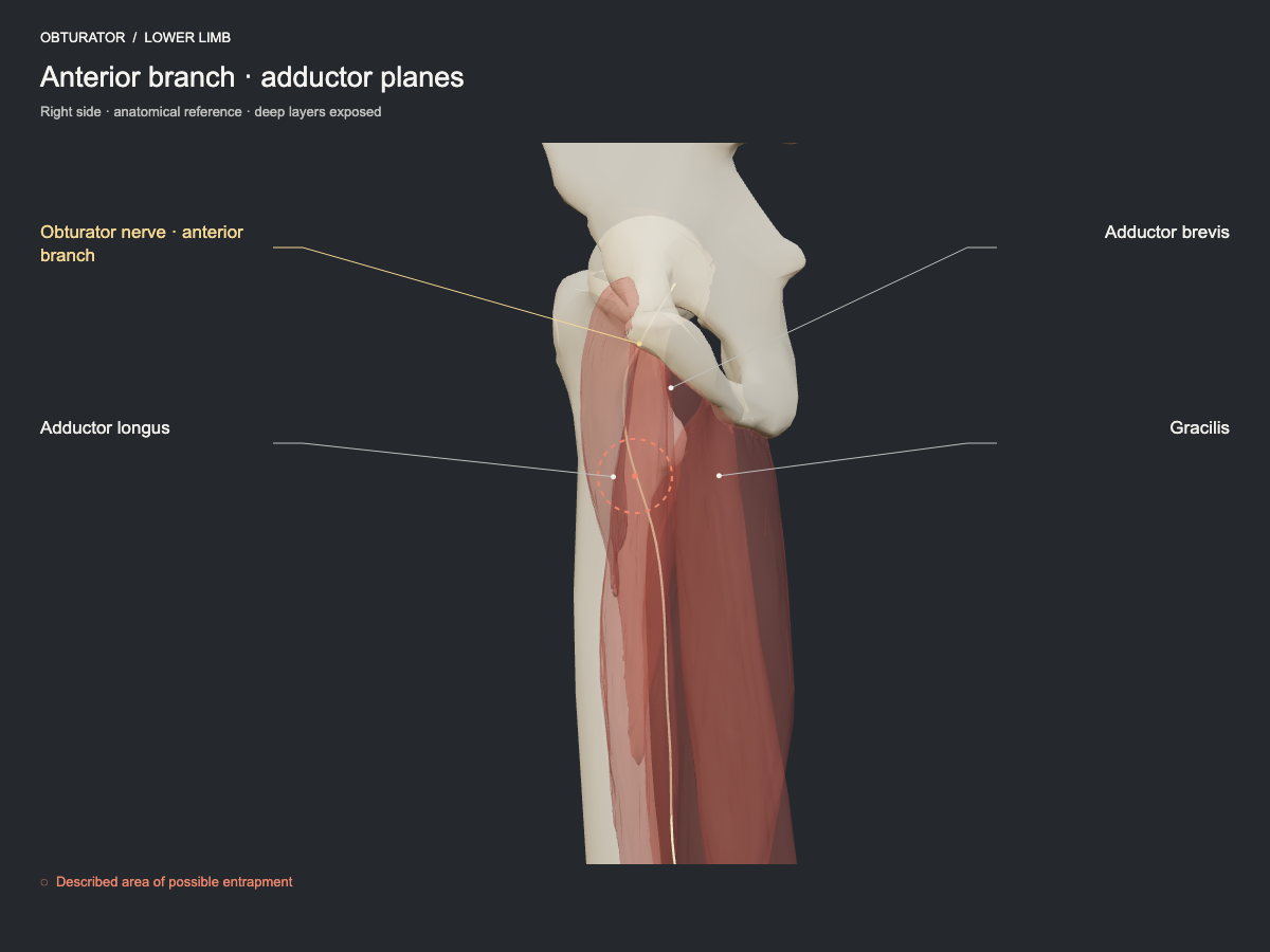 Anterior branch · adductor planes