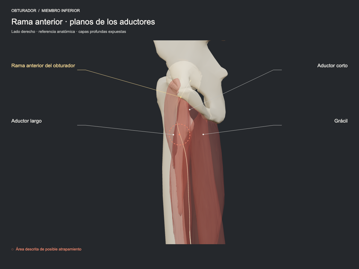 Rama anterior · planos de los aductores