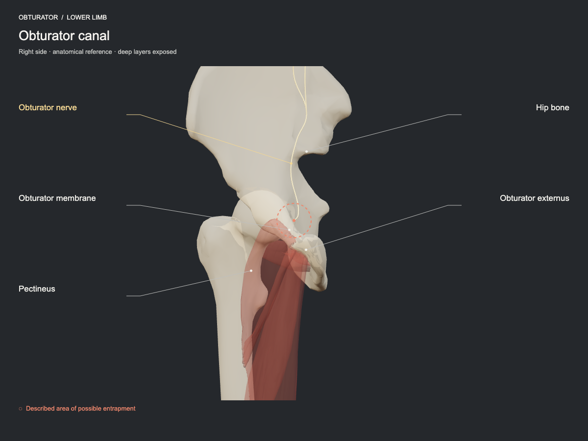 Obturator canal