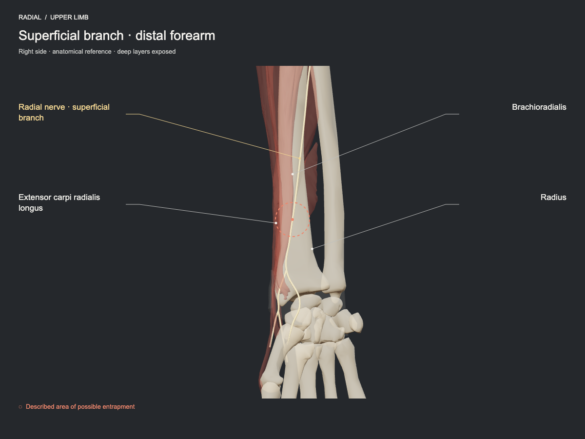Superficial branch · distal forearm