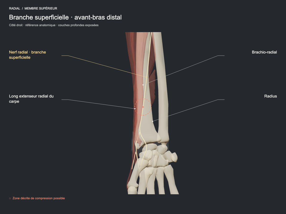Branche superficielle · avant-bras distal