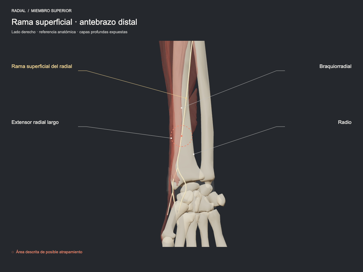 Rama superficial · antebrazo distal