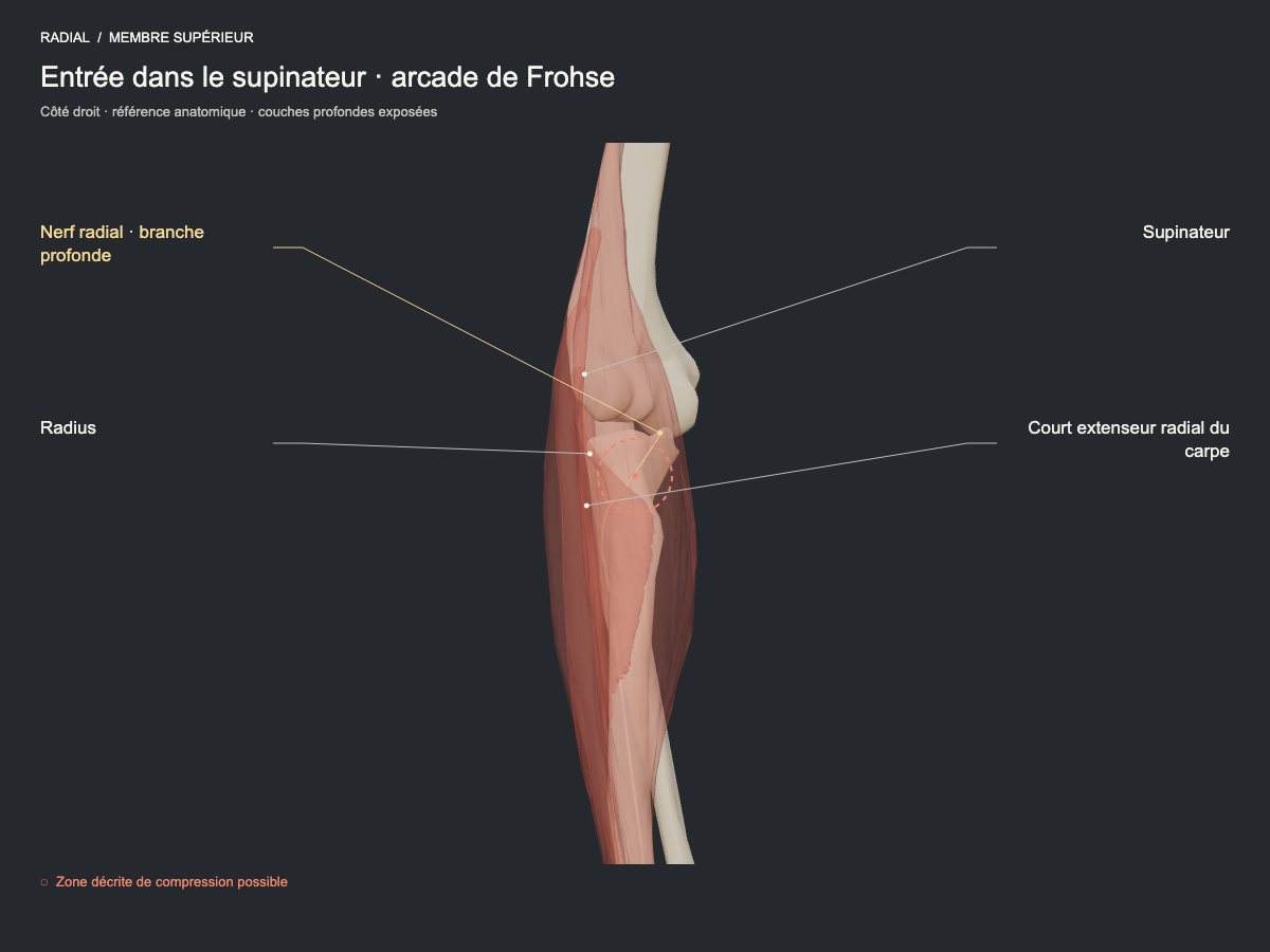 Entrée dans le supinateur · arcade de Frohse