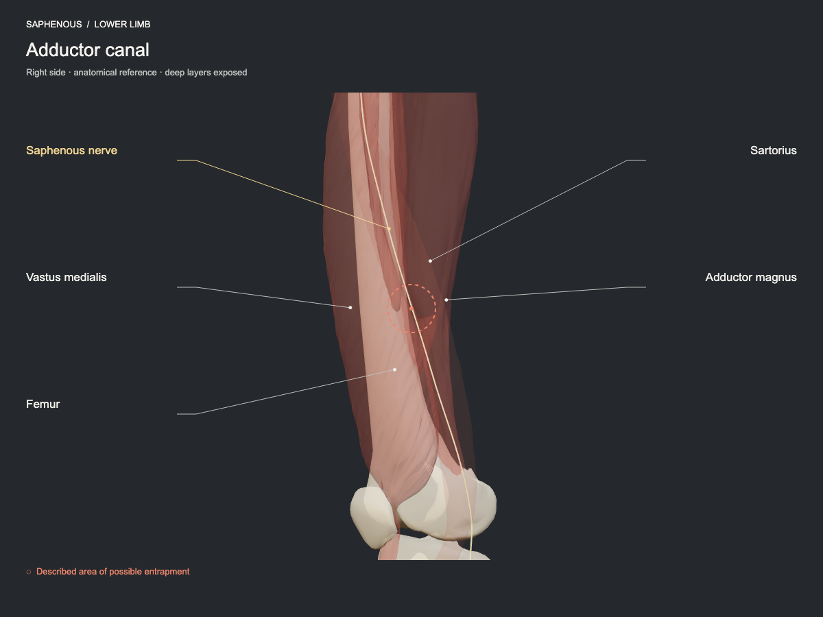 Adductor canal