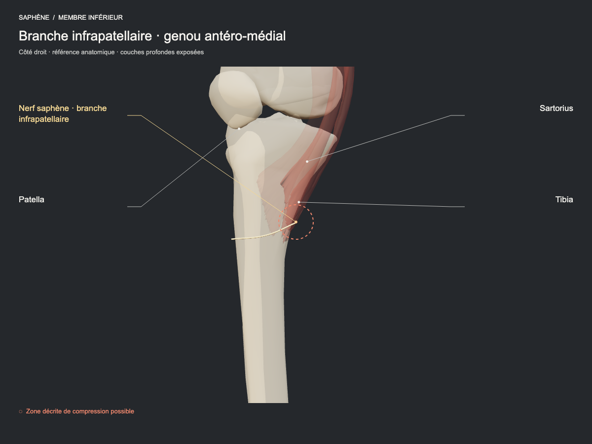 Branche infrapatellaire · genou antéro-médial