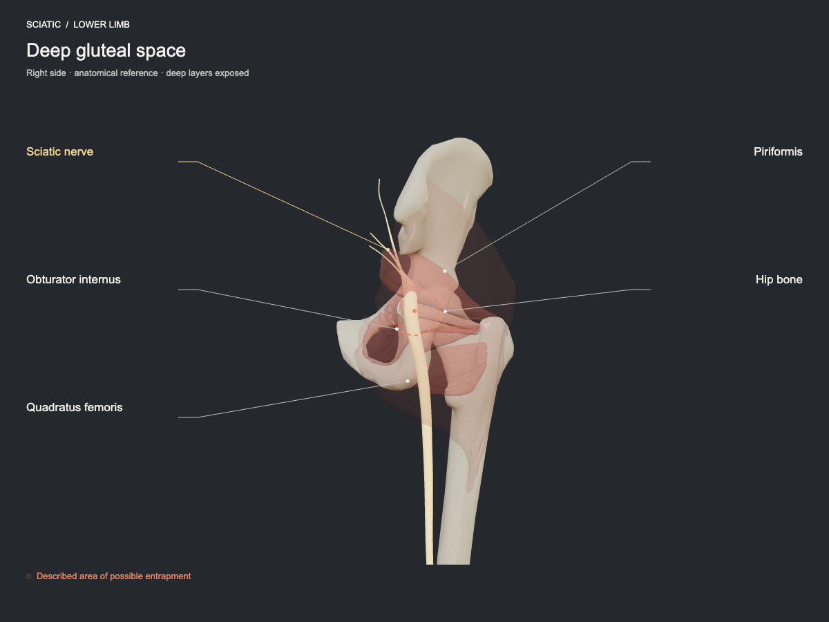 Deep gluteal space